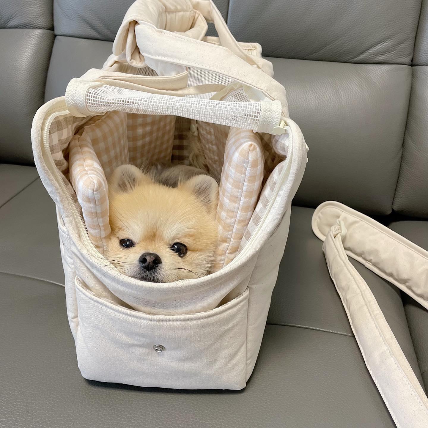 Small dog inside a beige pet carrier on a gray couch